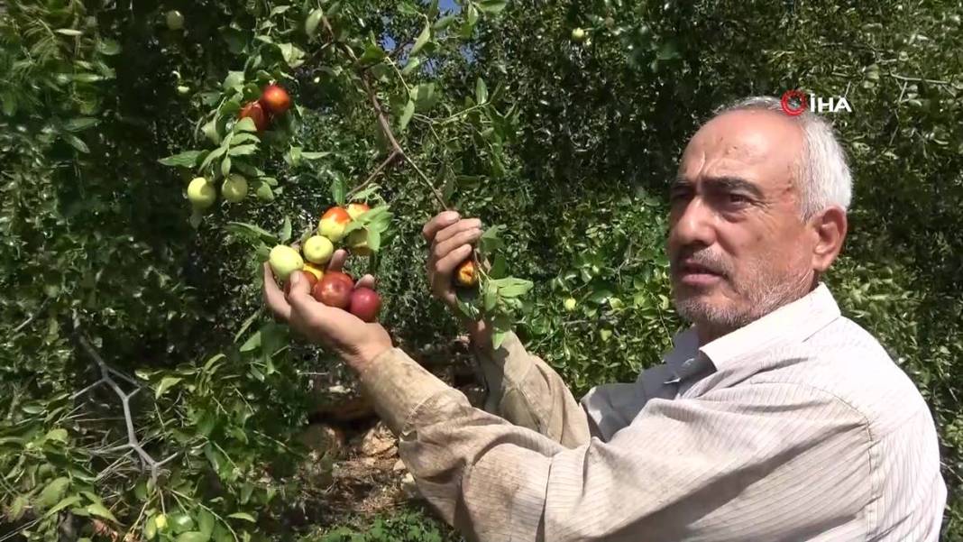 Bahçeye doğal çit olsun diye dikmişlerdi: Gelir kapısı oldu! Kilosunu 50 TL'den satıyor, bir taşla iki kuş... 6